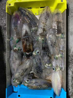 ナイトティップラン