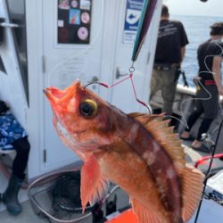 舞鶴沖スローピッチジャーク