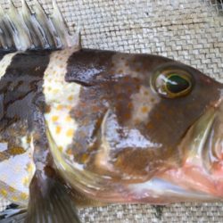 色々釣れました