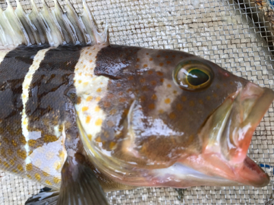 色々釣れました