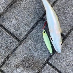 潮質改善されず。朝イチ中鯖少しのみ。。