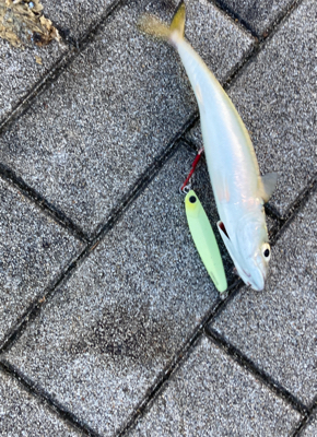 潮質改善されず。朝イチ中鯖少しのみ。。