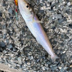 吹上浜サーフ五目釣