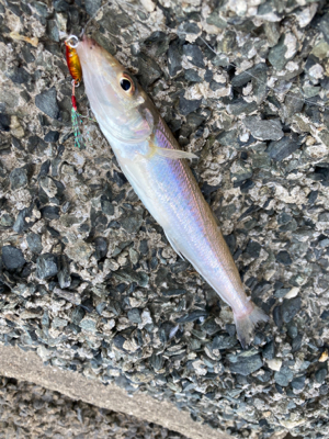 吹上浜サーフ五目釣