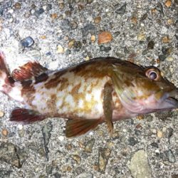 ボトムでガシラゲーム