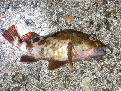 ボトムでガシラゲーム