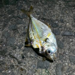 太刀魚は何処へ