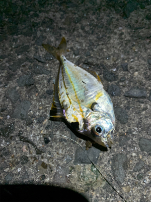 太刀魚は何処へ