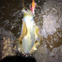 2021 佐渡ヶ島エギング