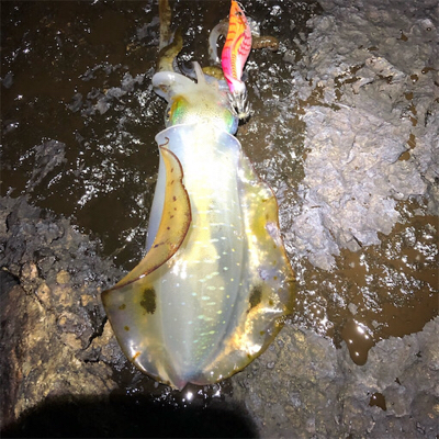 2021 佐渡ヶ島エギング