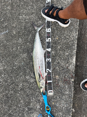 ショアジギング