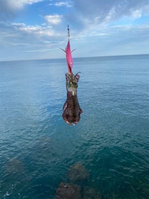 朝マズメエギング