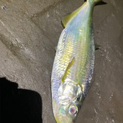 懲りずに今日も釣行！