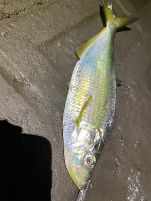 懲りずに今日も釣行！