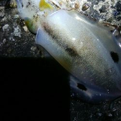 障泥烏賊4杯！キジハタ1匹！