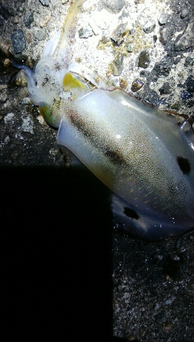 障泥烏賊4杯！キジハタ1匹！