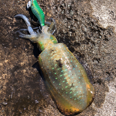 2021 佐渡ヶ島エギング 14回目