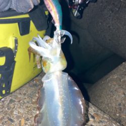 やっぱりエギングはエギのローテが大事(^｡^)