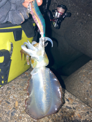 やっぱりエギングはエギのローテが大事(^｡^)