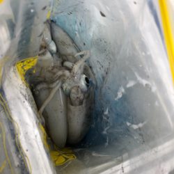 台風ウネリで苦戦