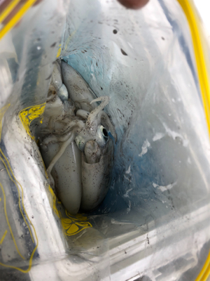 台風ウネリで苦戦