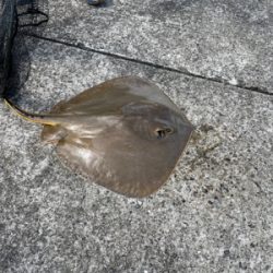 ウキダンゴ釣り