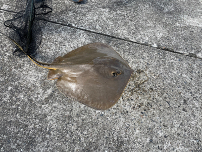 ウキダンゴ釣り