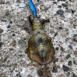 久々ロックフィッシュ、おまけでエギング