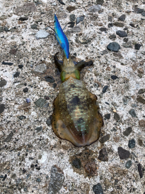 久々ロックフィッシュ、おまけでエギング