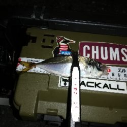 豆アジング@南港