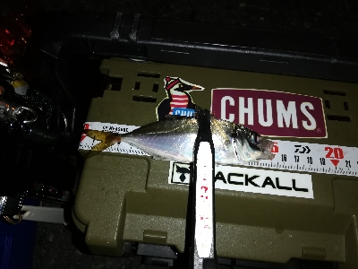 豆アジング@南港