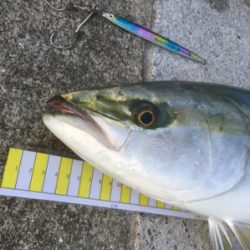 今日も1日ジギングを楽しみました