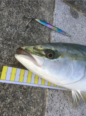 今日も1日ジギングを楽しみました