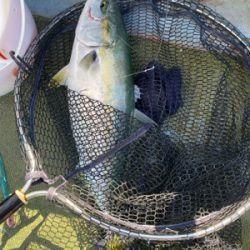 淡路島で落とし込み