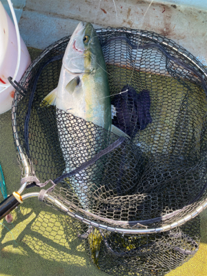 淡路島で落とし込み