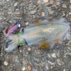 日本海エギング