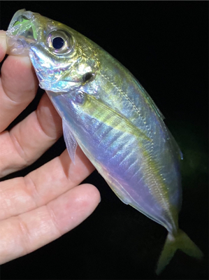 アジング・メバリング