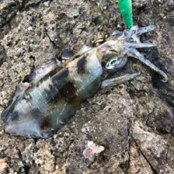 2021 佐渡ヶ島エギング 16回目