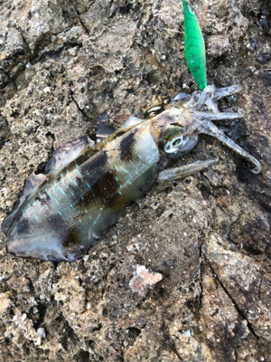 2021 佐渡ヶ島エギング 16回目