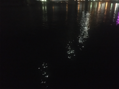 台風通過前調査