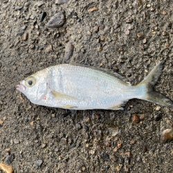 はじめての和歌浦漁港