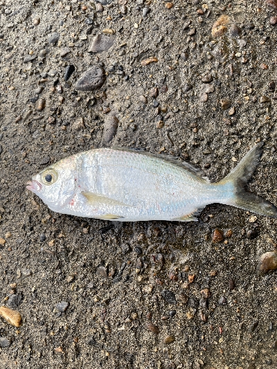 はじめての和歌浦漁港