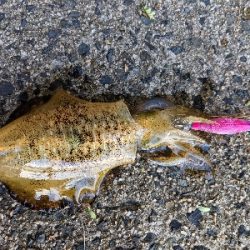 朝マズメエギング