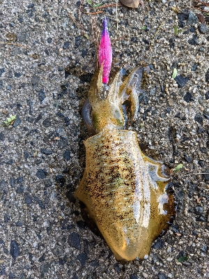 朝マズメエギング