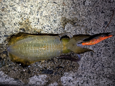 仕事終わりエギング