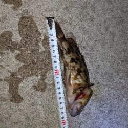 キジハタ35cm出ました