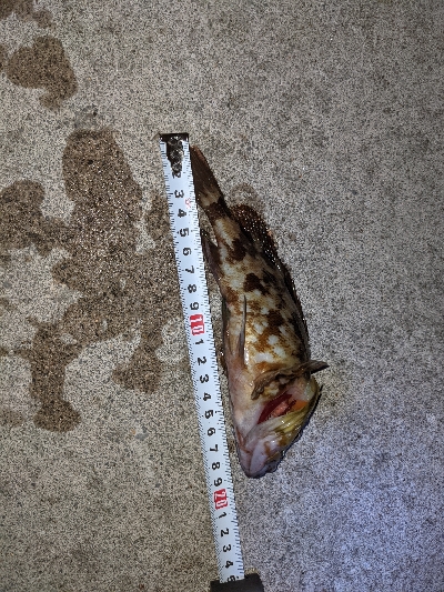 キジハタ35cm出ました