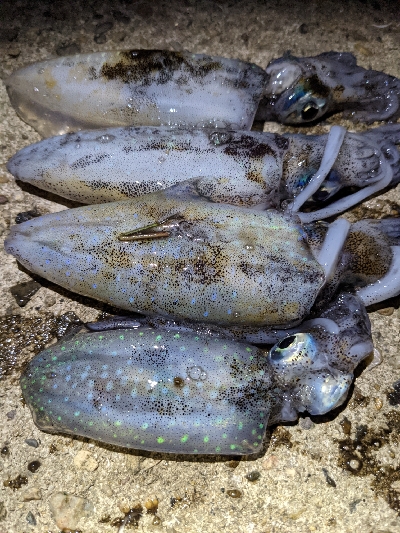 夕マズメエギング