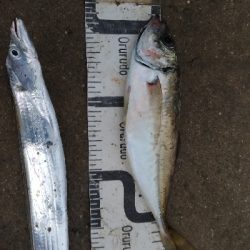 9/12釣果 秋のハイシーズン突入ですね