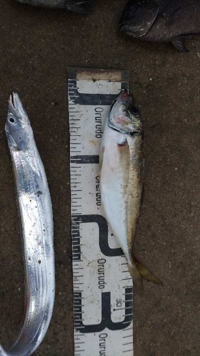 9/12釣果 秋のハイシーズン突入ですね